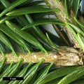 SpeciesSub: subsp. salouenensis